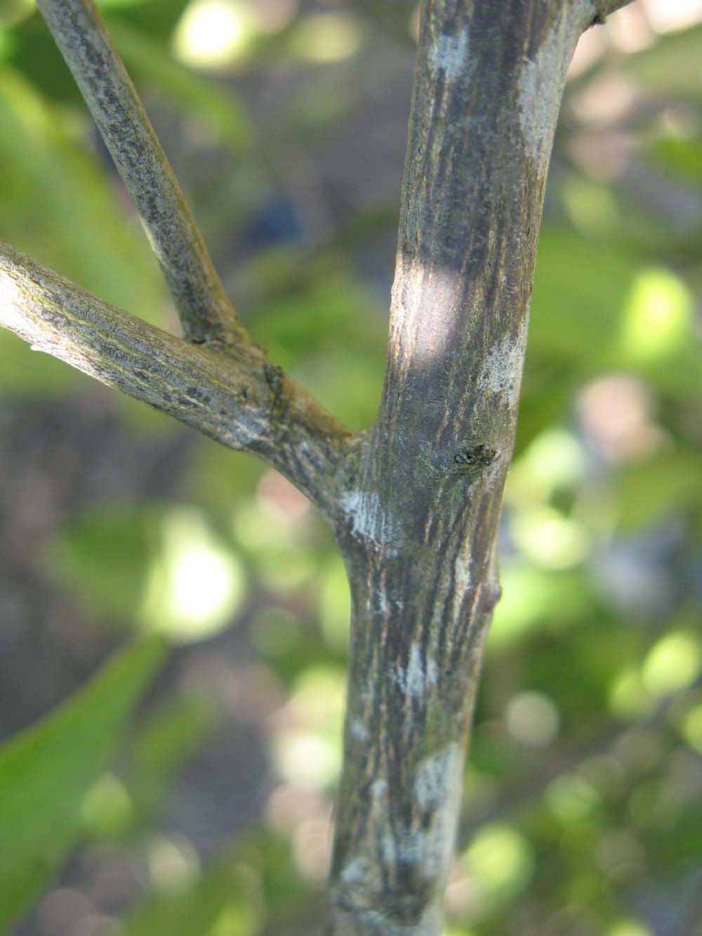              Second - third year twig (Winter Haven, FL)       